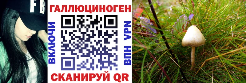как найти   Углич  Галлюциногенные грибы Cubensis 